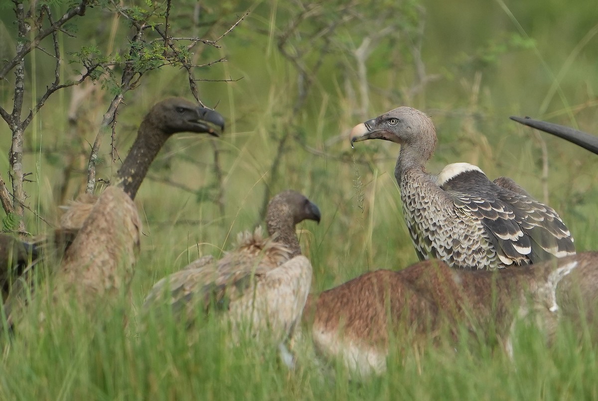 Rüppell's Griffon - ML643889874