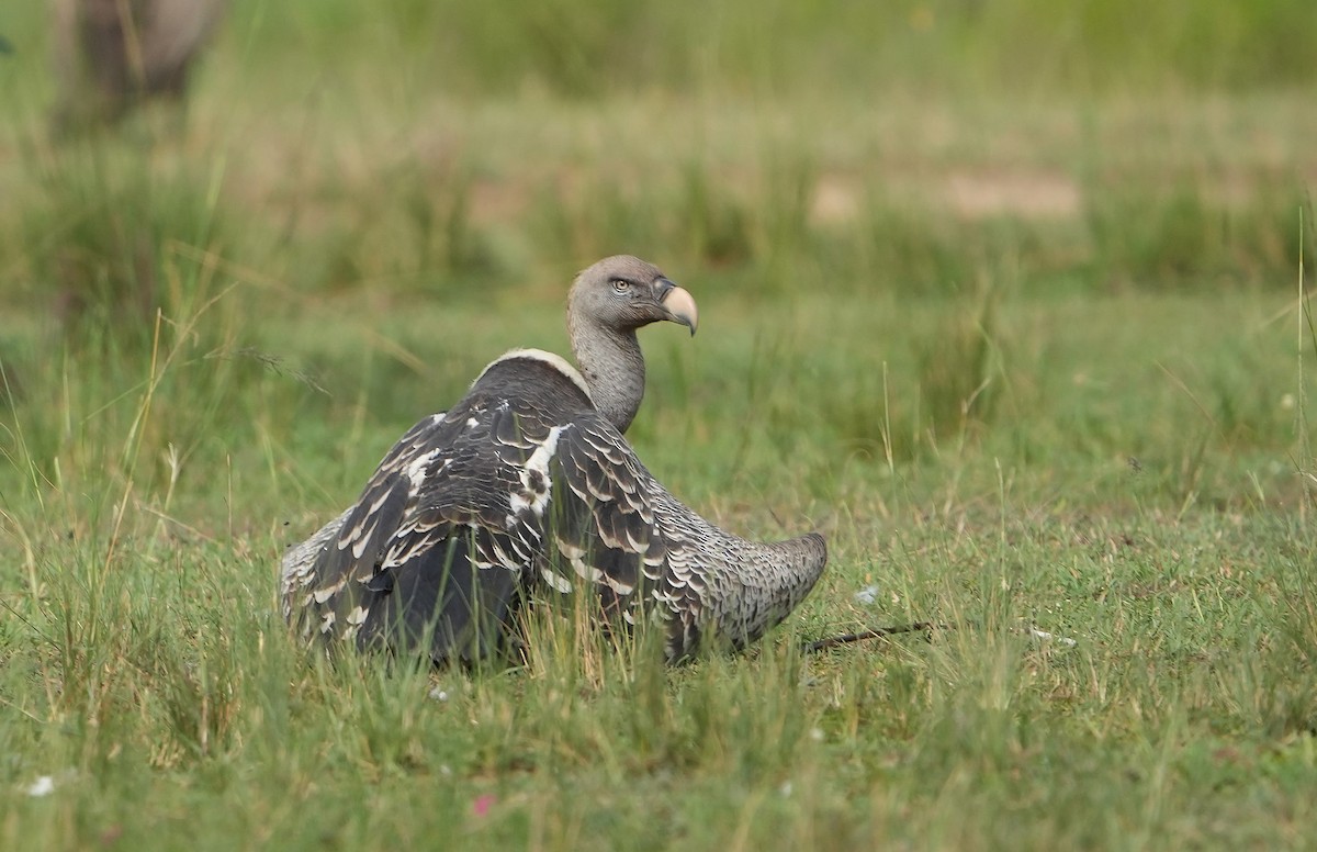 Rüppell's Griffon - ML643889875