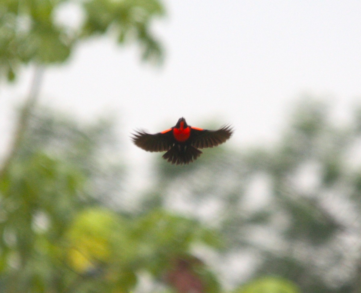 Red-breasted Meadowlark - ML643889878