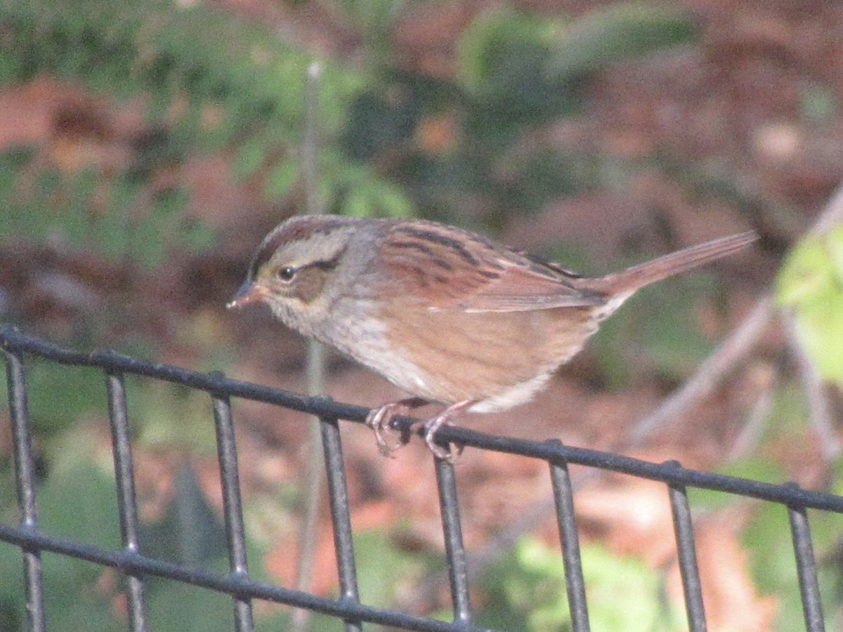 Swamp Sparrow - ML643889884