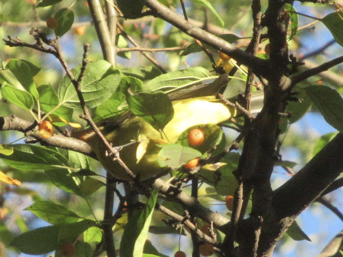 Scarlet Tanager - ML643889891