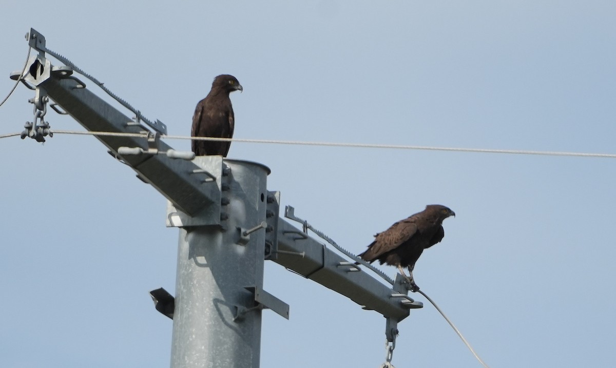 Brown Snake-Eagle - ML643889895