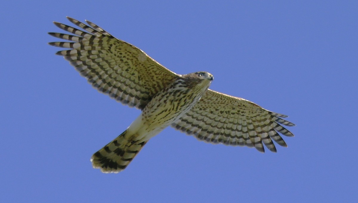 Cooper's Hawk - ML643889900