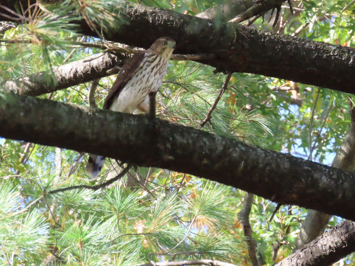 Cooper's Hawk - ML643889902