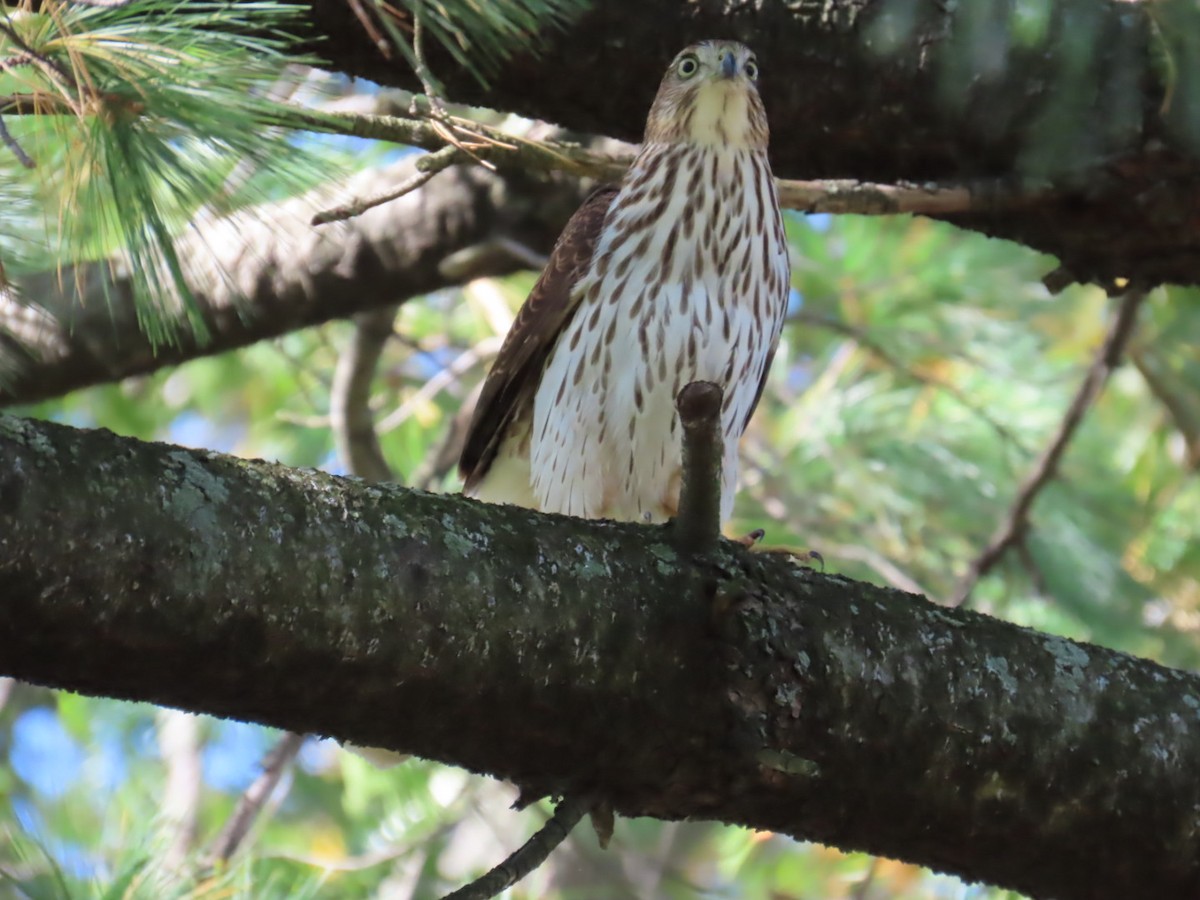Cooper's Hawk - ML643889903