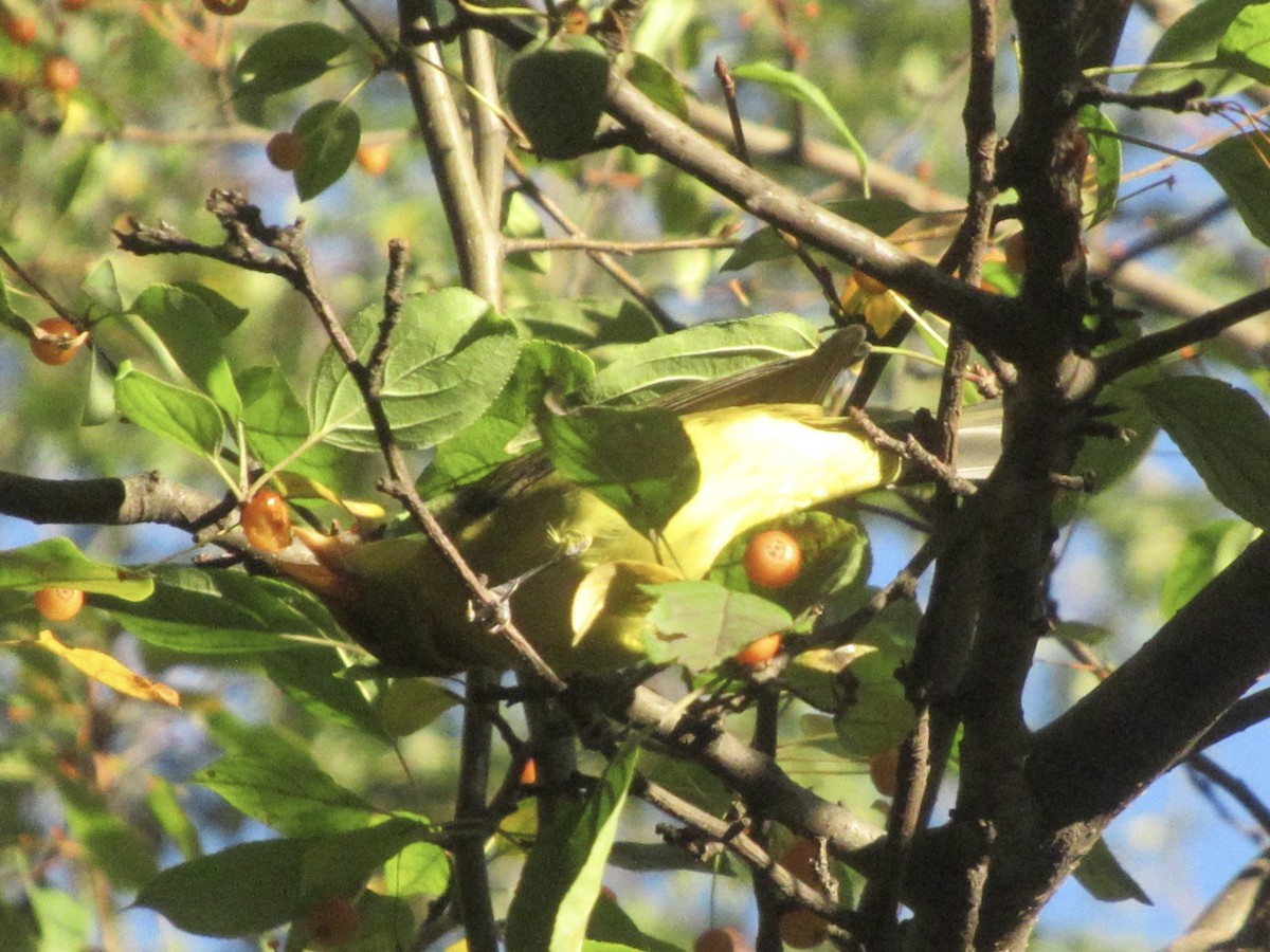 Scarlet Tanager - ML643889908