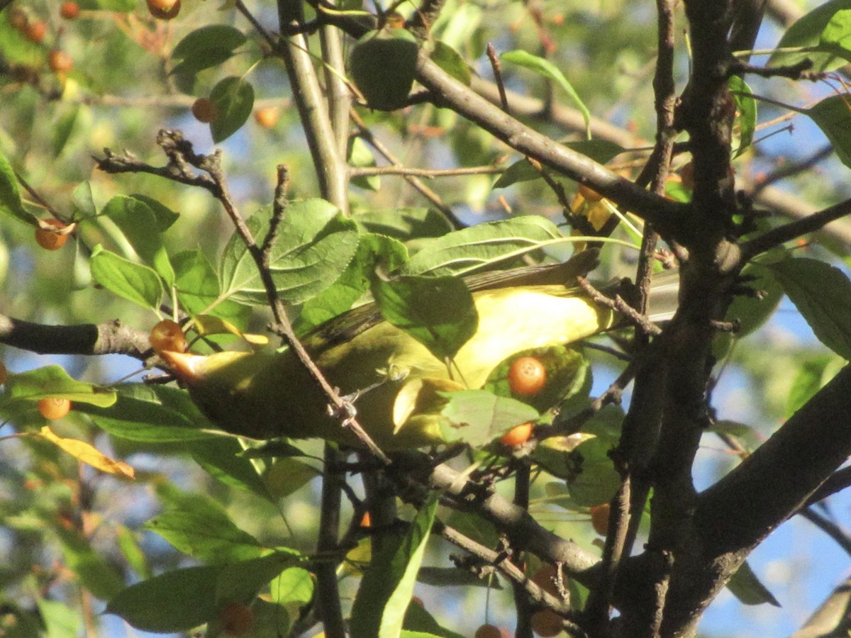 Scarlet Tanager - ML643889913