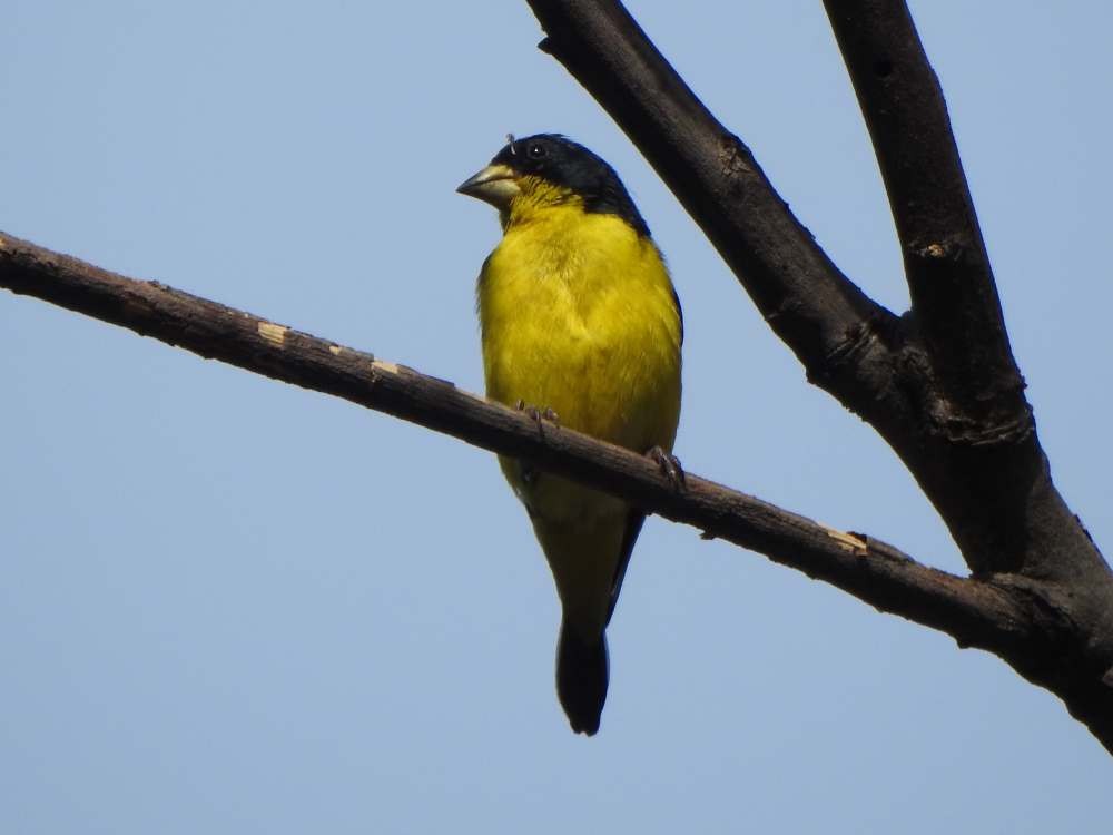 Lesser Goldfinch - ML643889920