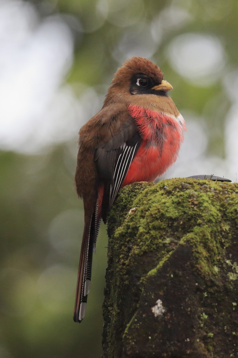 Masked Trogon - ML643889942