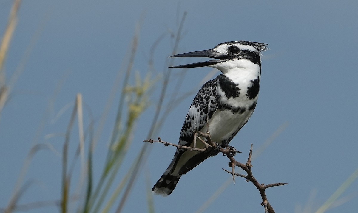 Pied Kingfisher - ML643889945