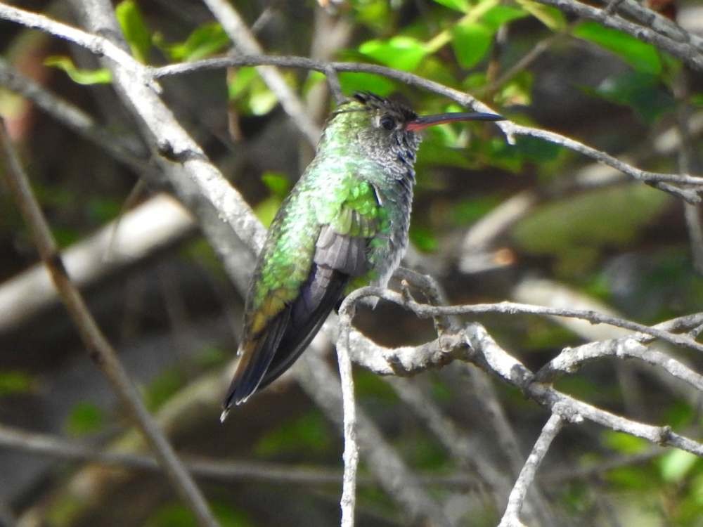 Glittering-throated Emerald - ML643889960