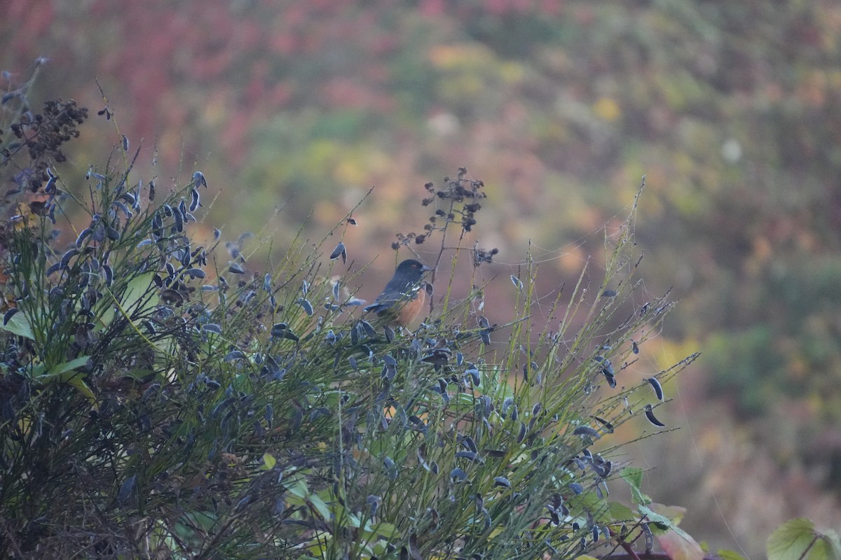Spotted Towhee - ML643889962
