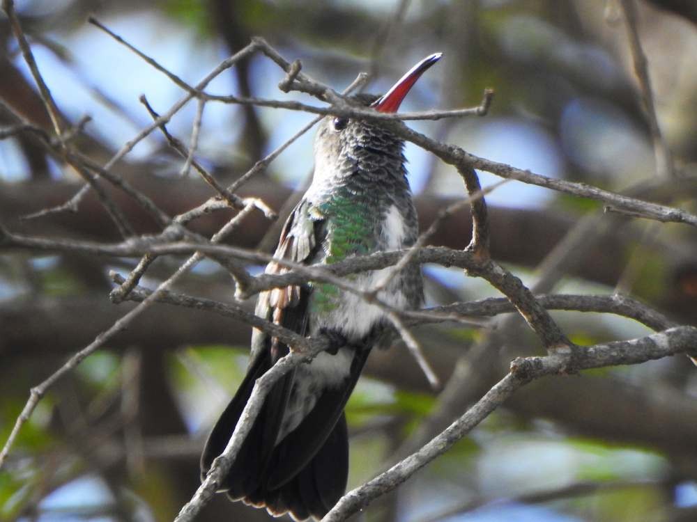 Glittering-throated Emerald - ML643889974