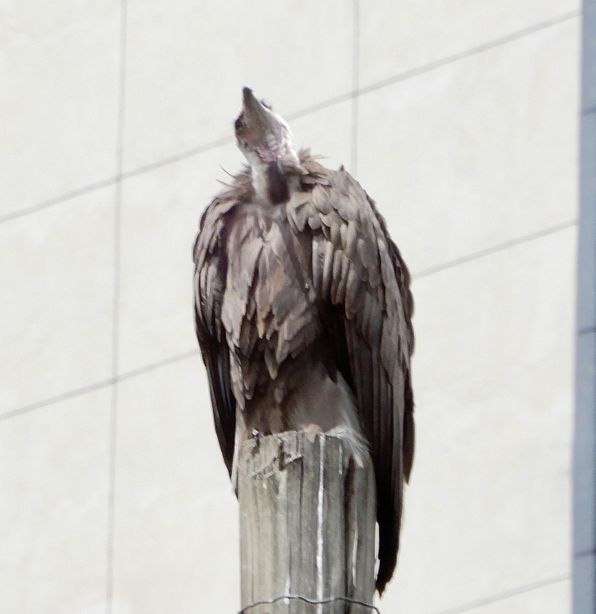 Hooded Vulture - ML643889978