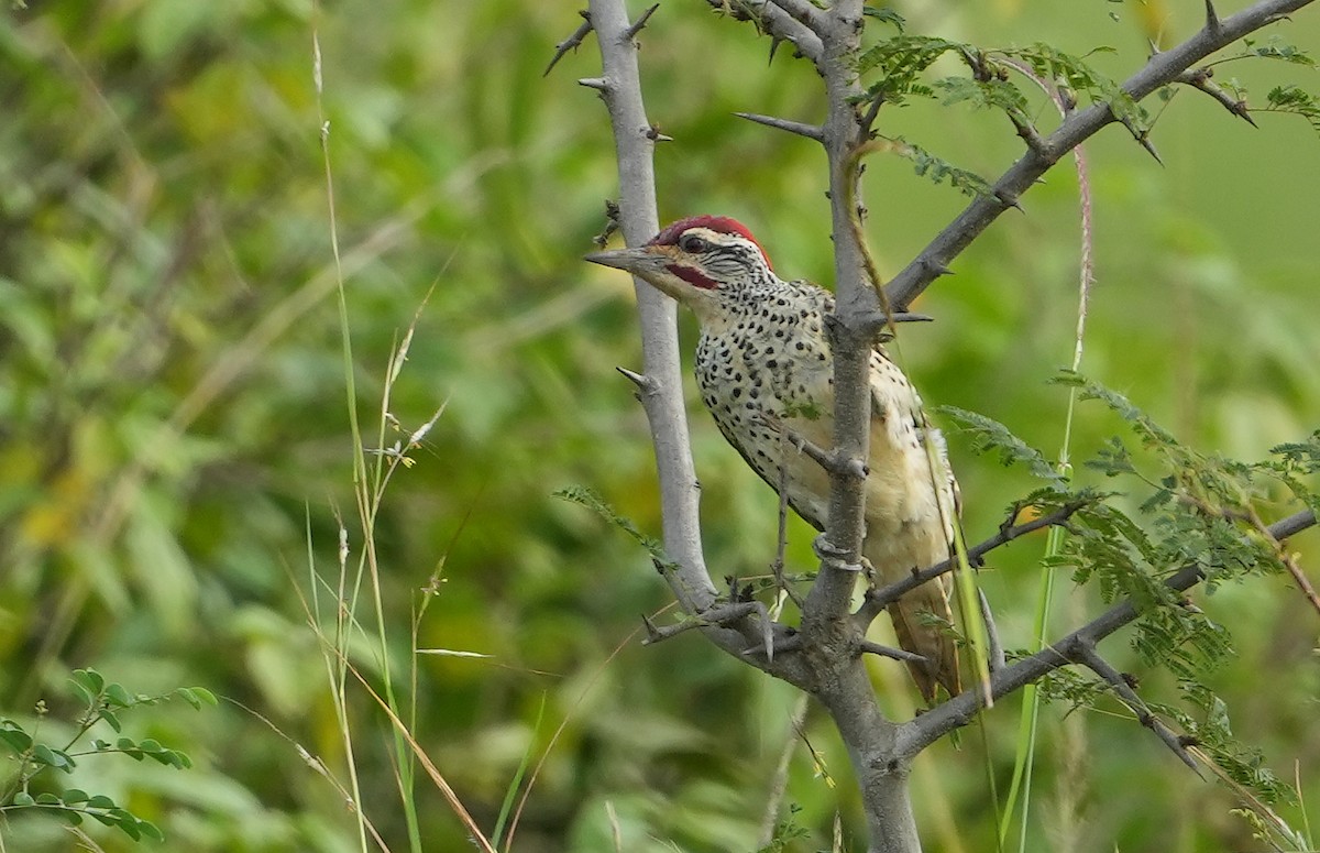 Nubian Woodpecker - ML643889983