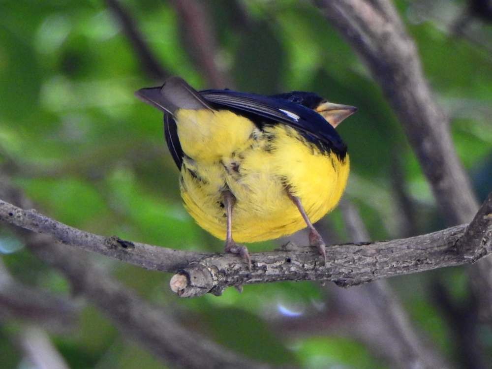 Lesser Goldfinch - ML643889984