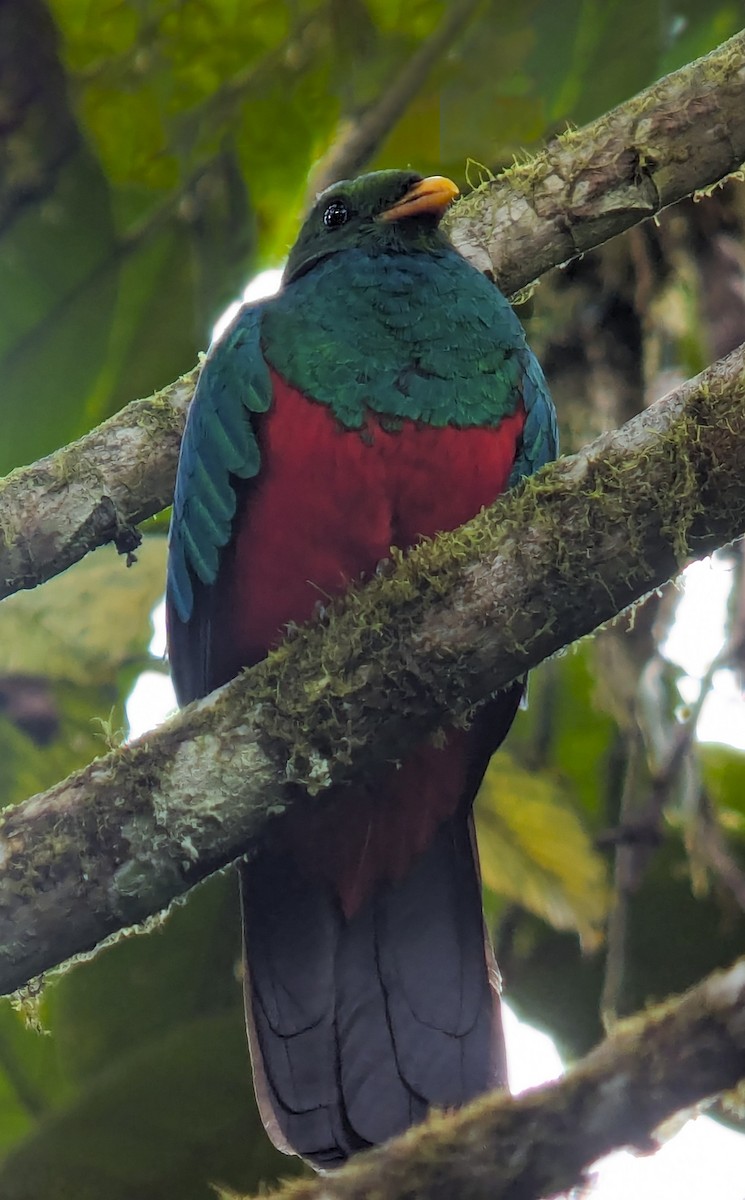 Quetzal doré - ML643889985
