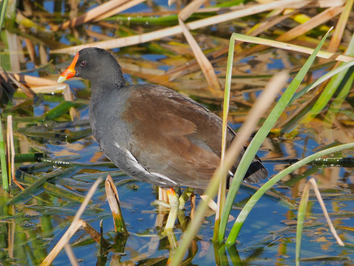 Common Gallinule - ML643890001
