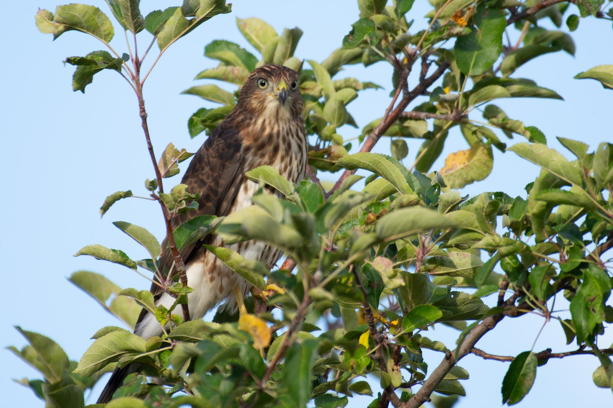 Cooper's Hawk - ML643890006