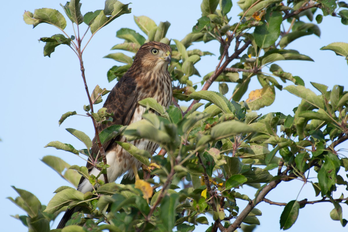 Cooper's Hawk - ML643890007