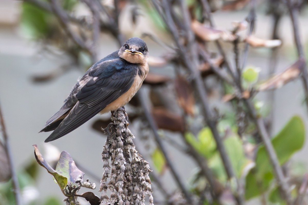 Barn Swallow - ML643890015