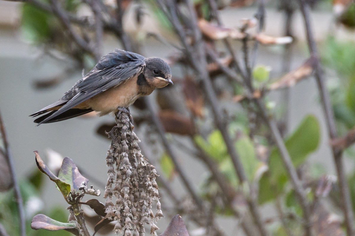 Barn Swallow - ML643890016