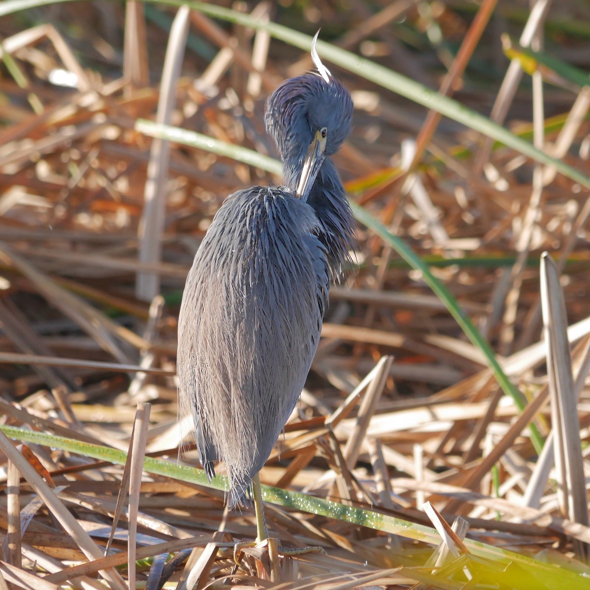 Tricolored Heron - ML643890017
