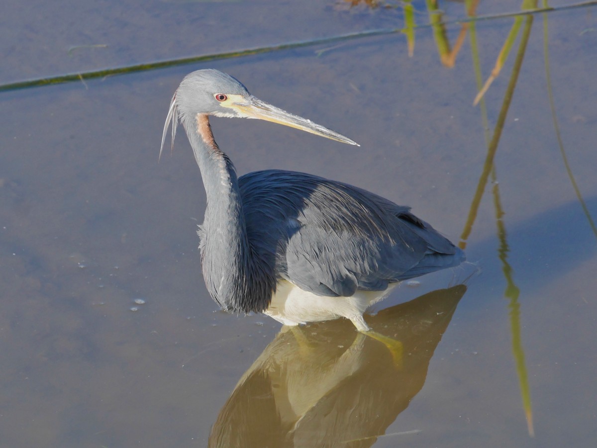 Tricolored Heron - ML643890018