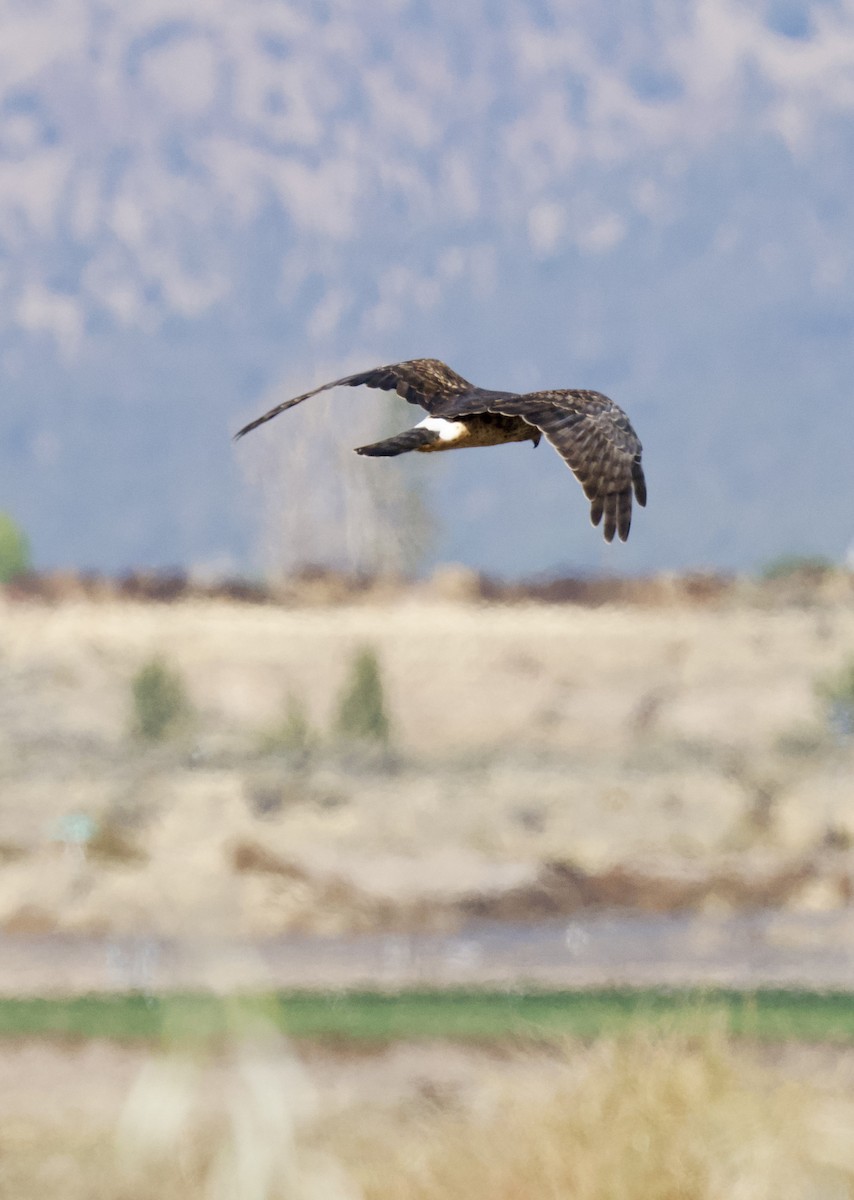 Northern Harrier - ML643890019