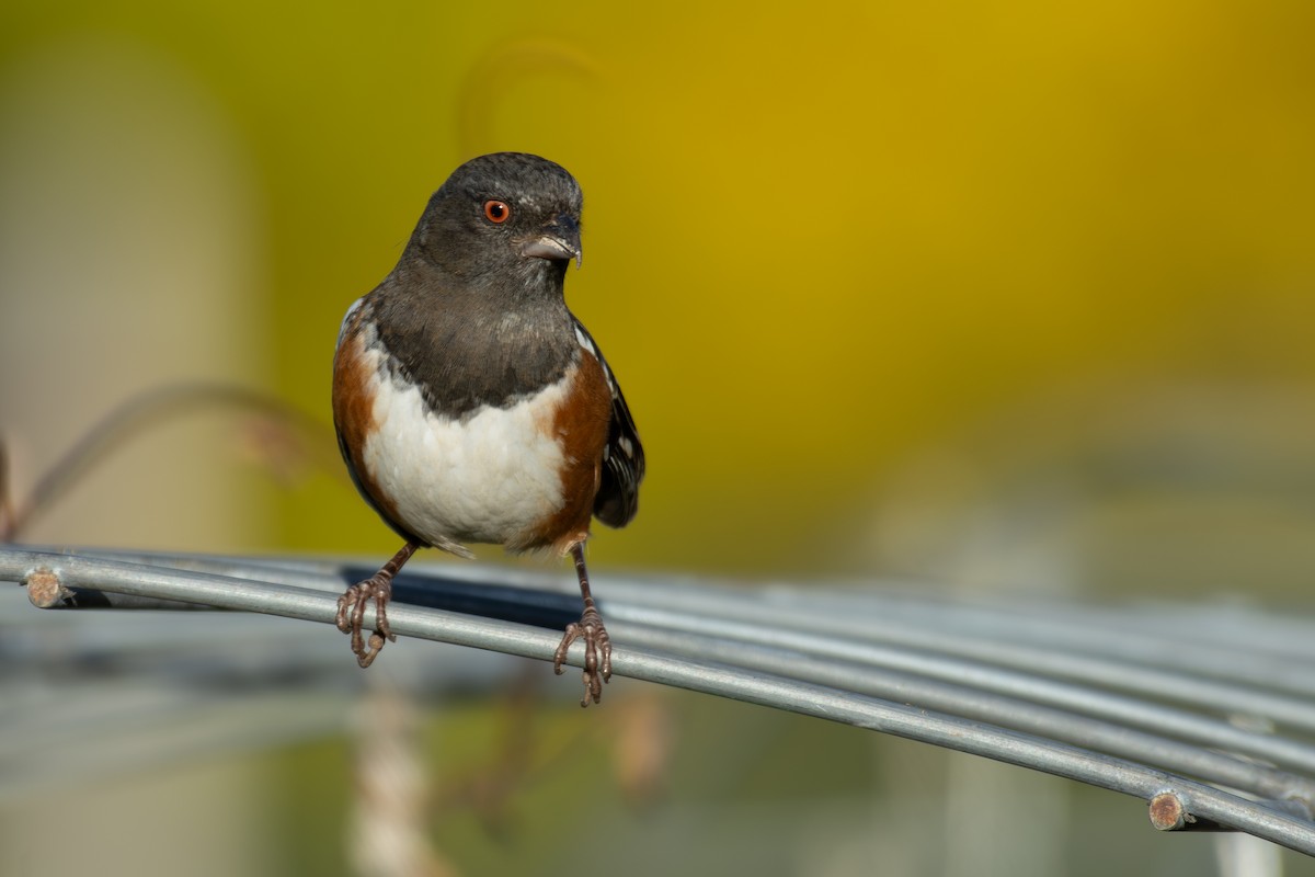 Spotted Towhee - ML643890031