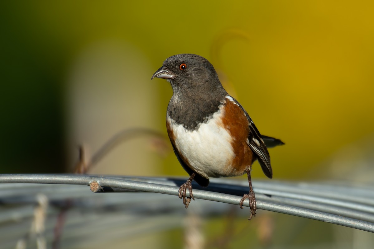 Spotted Towhee - ML643890032