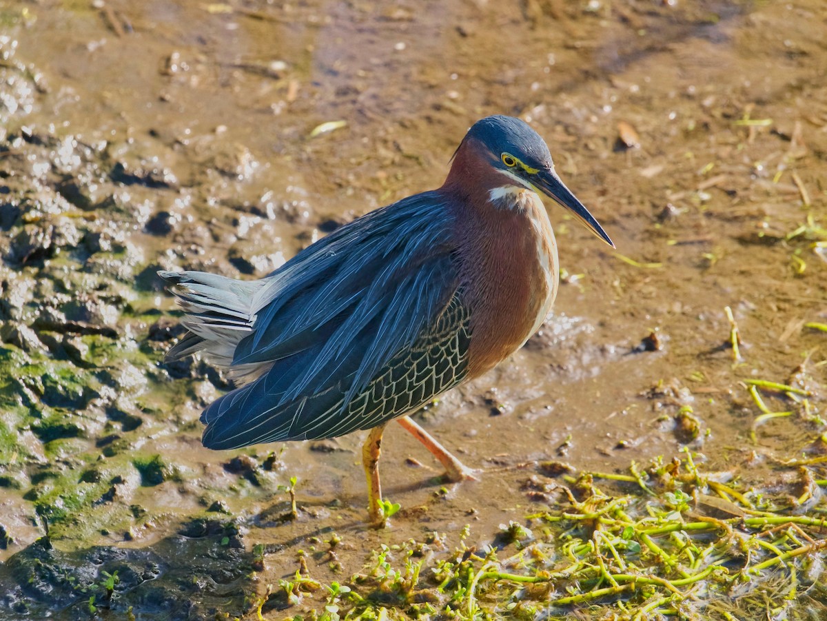 Green Heron - ML643890033