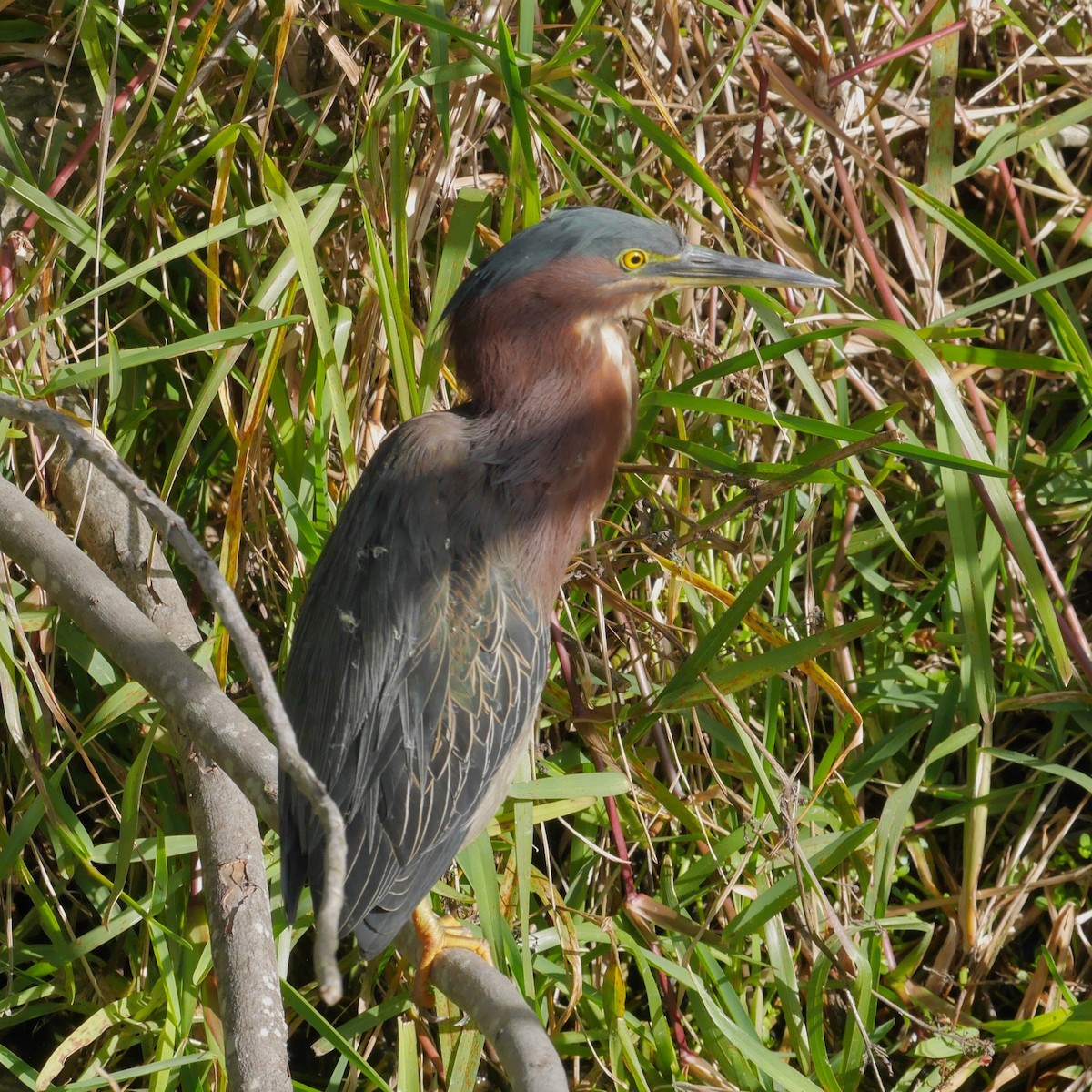 Green Heron - ML643890035
