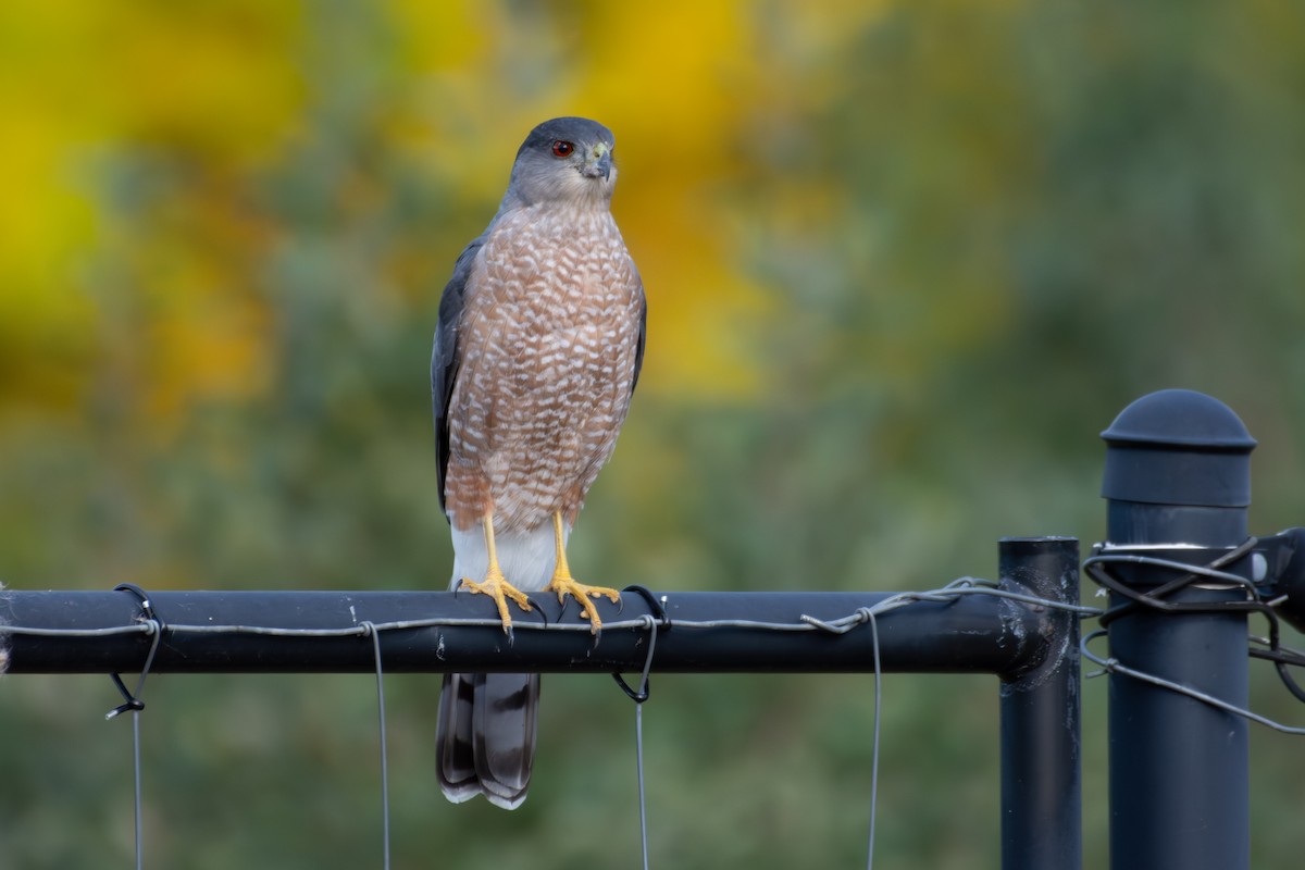 Cooper's Hawk - ML643890042