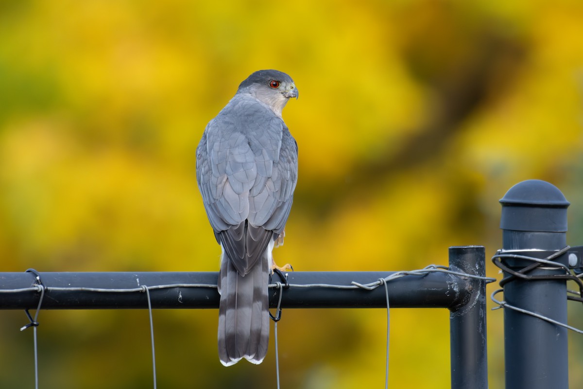 Cooper's Hawk - ML643890044