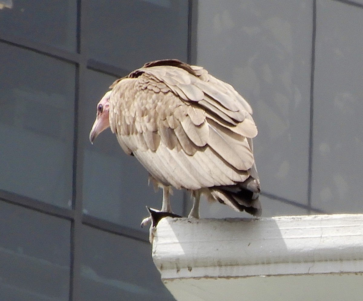Hooded Vulture - ML643890065