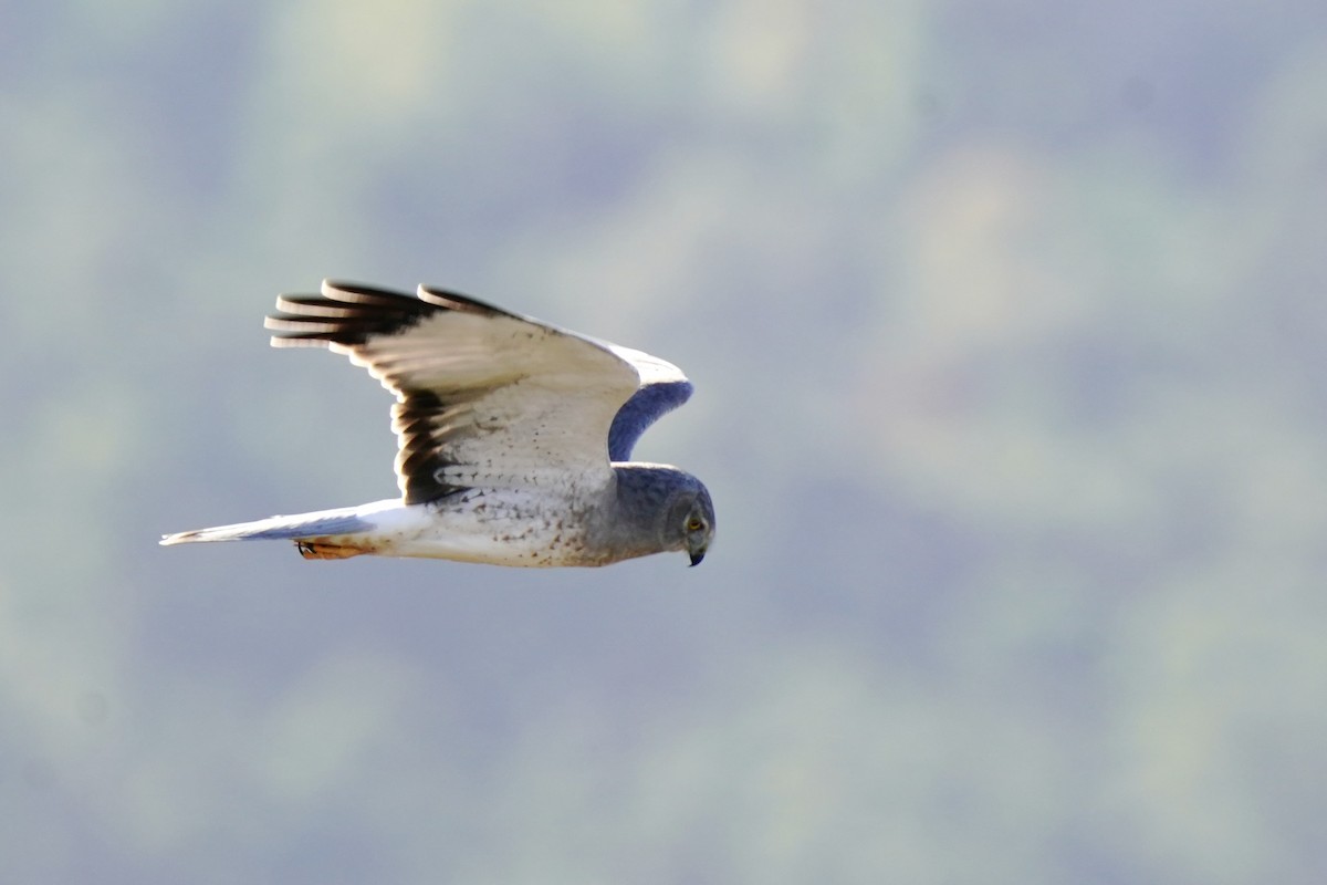 Northern Harrier - ML643890067