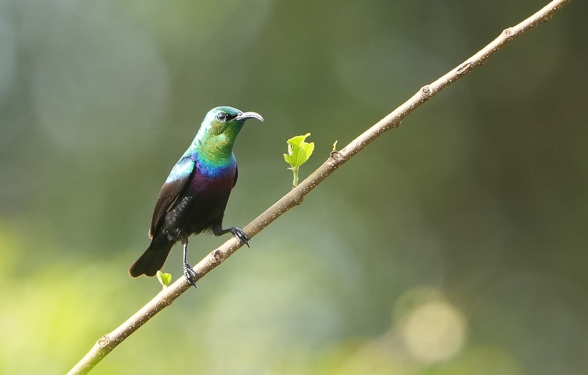 akasiesolfugl - ML643890073