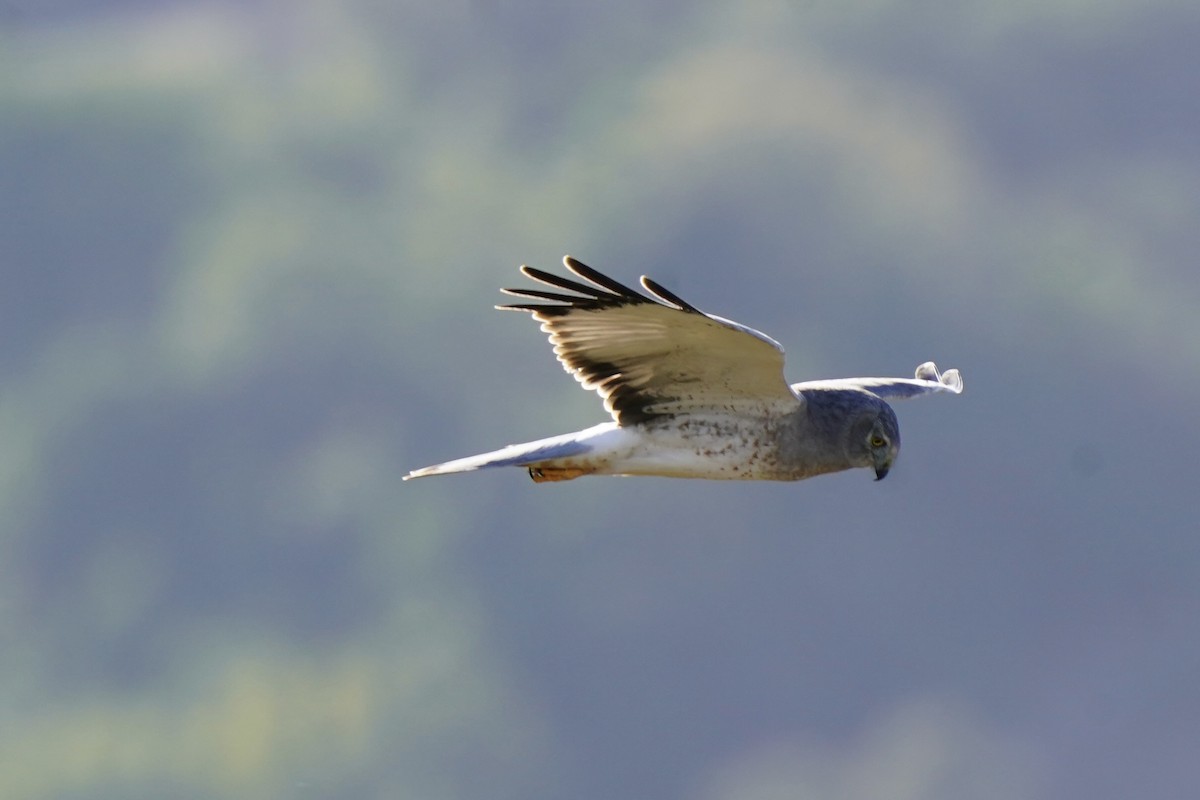 Northern Harrier - ML643890083