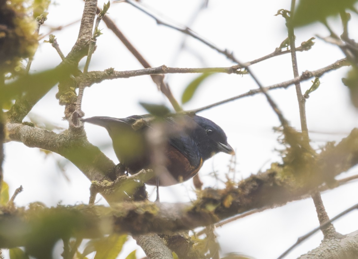 Chestnut-bellied Euphonia - ML643890084