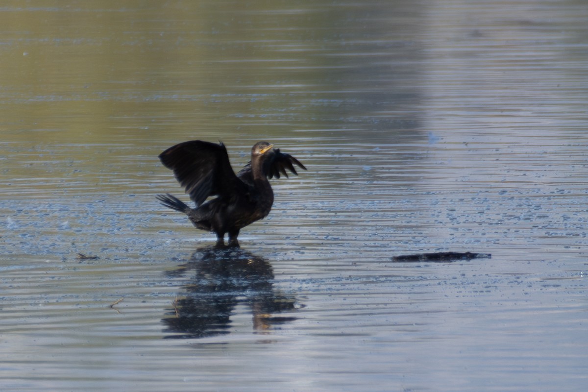 Cormoran vigua - ML643890089
