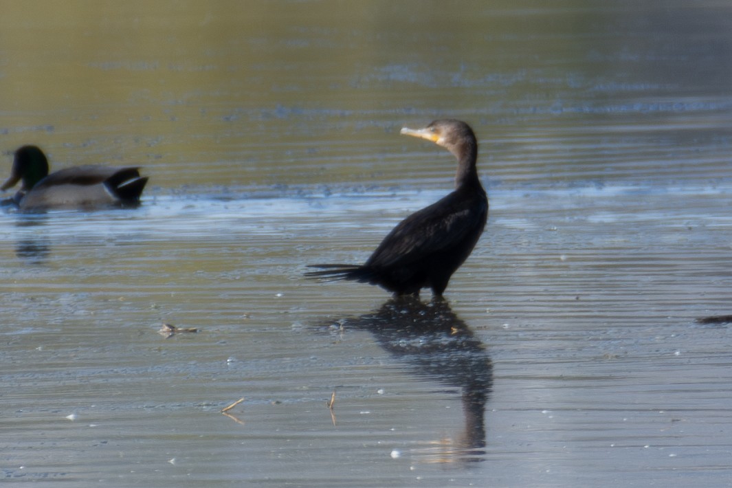 Cormoran vigua - ML643890090