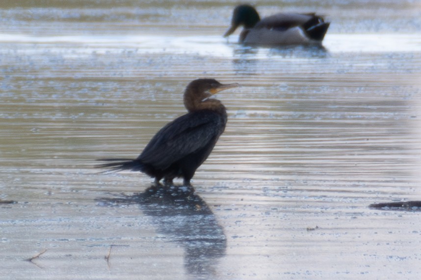 Cormoran vigua - ML643890091