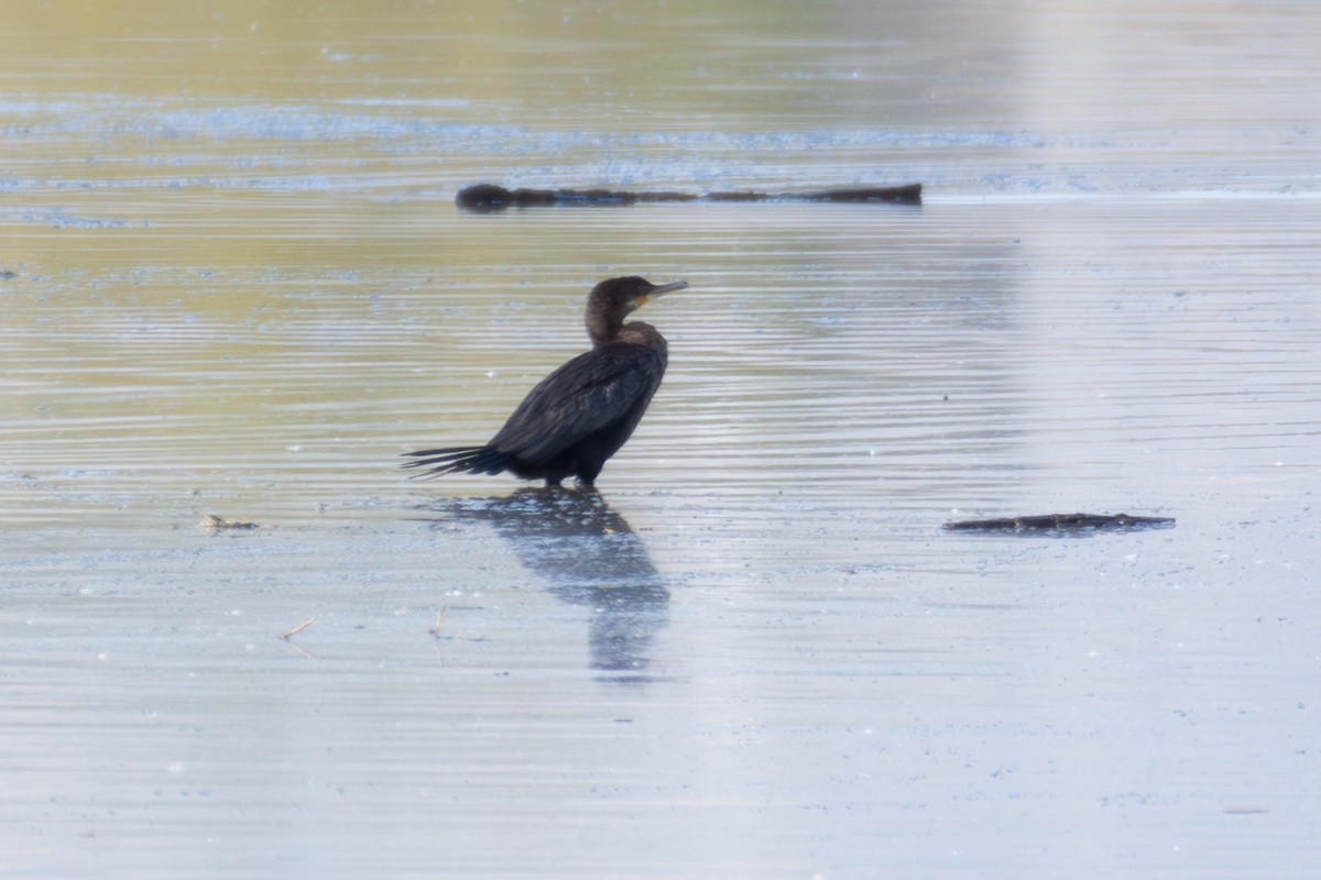 Cormoran vigua - ML643890092