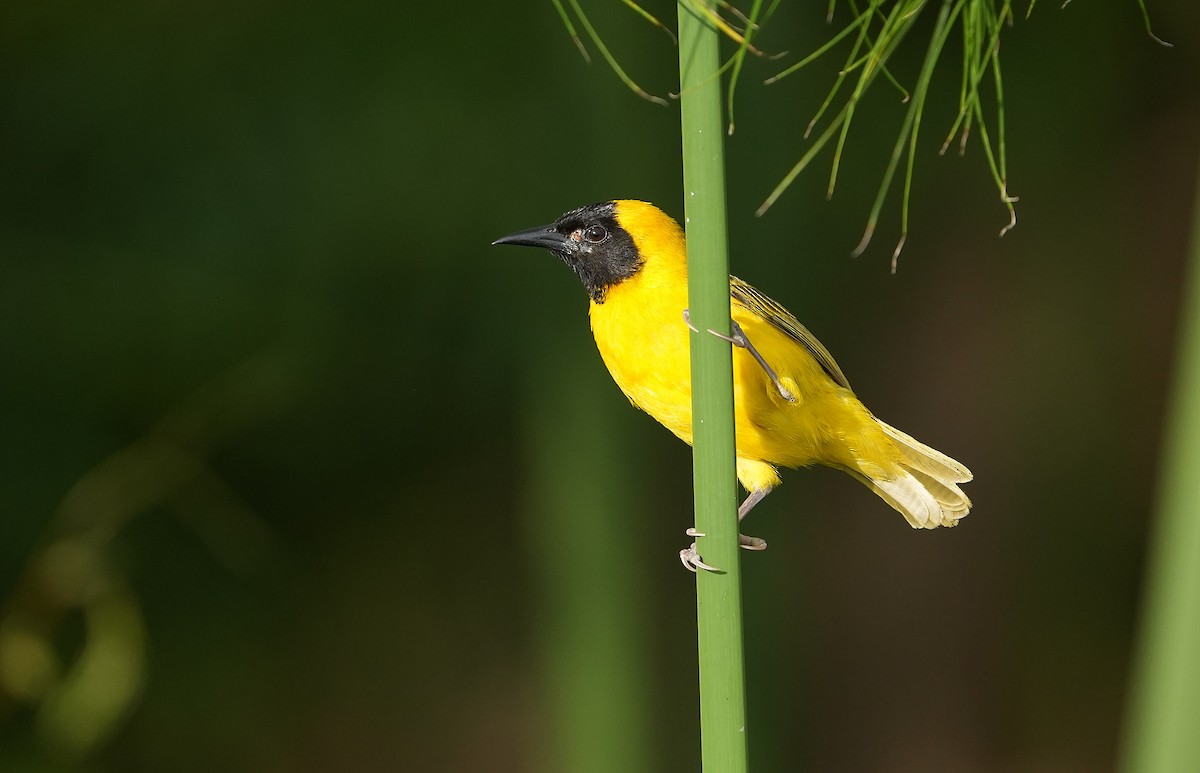 Slender-billed Weaver - ML643890094