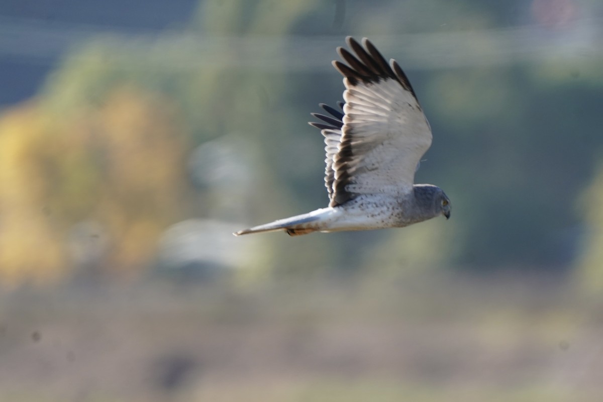Northern Harrier - ML643890098