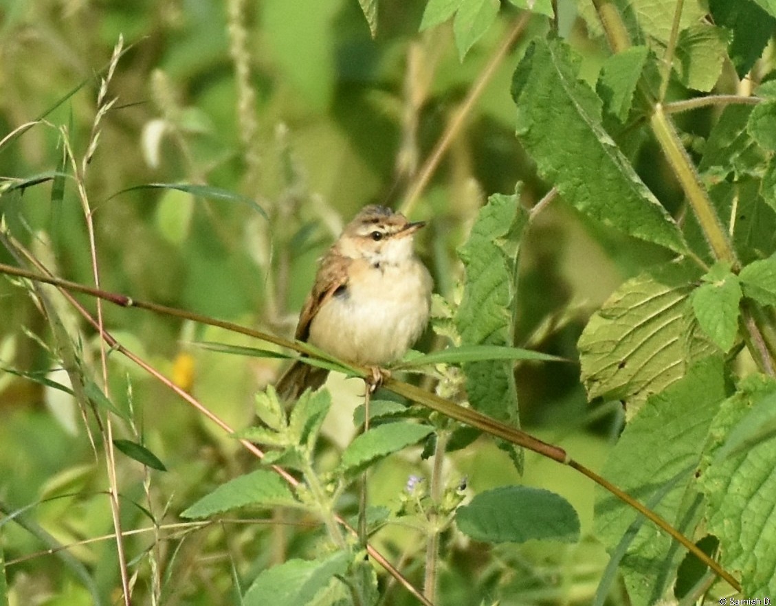 Хээрийн охил бялзуухай - ML643890114