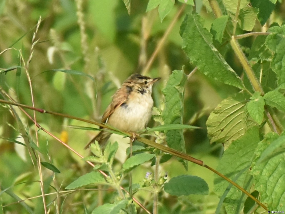 Хээрийн охил бялзуухай - ML643890115