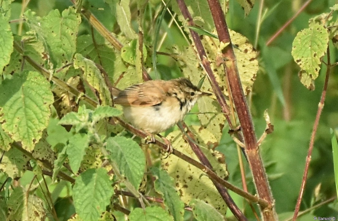 Хээрийн охил бялзуухай - ML643890116