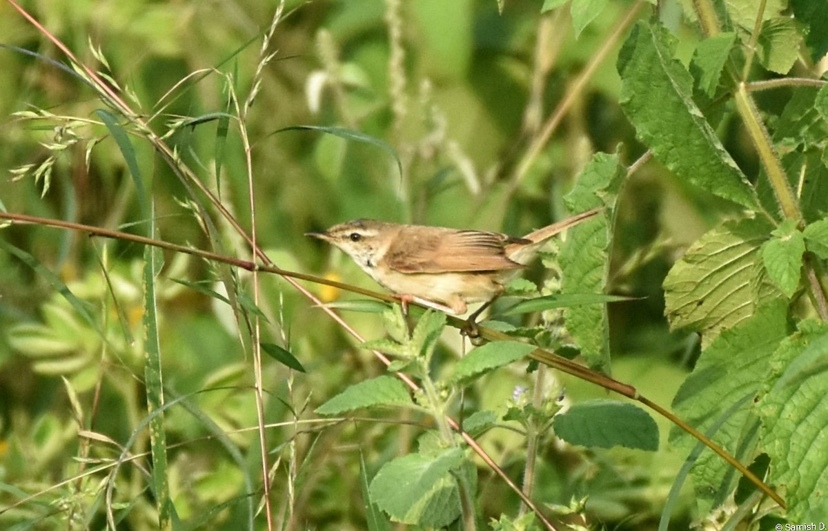 Хээрийн охил бялзуухай - ML643890117